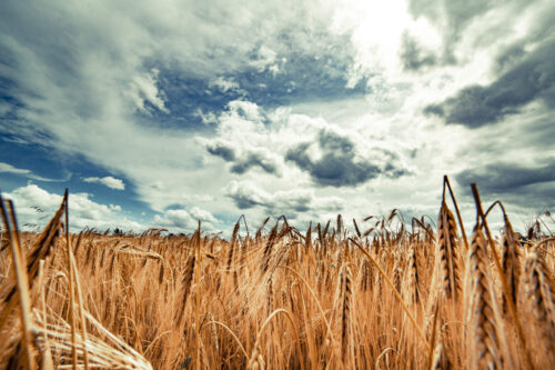 GPT Close-up of a golden wheat field under the sky, symbolising improved crop yields through advanced farming techniques.