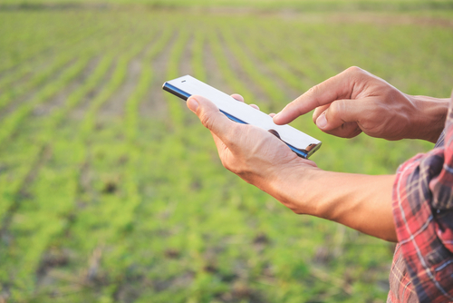 A farmer using a smartphone to monitor crop health in a field, showcasing the remote monitoring capabilities of modern precision agriculture technologies.