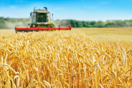 A autonomous tractor working in a golden wheat field, illustrating sustainable farming practices through the use of advanced agricultural technology.